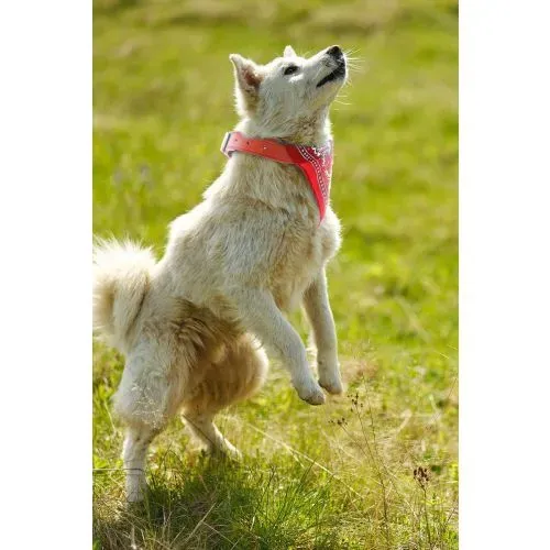 FLYING TIGER Collar C/Bandana P/Mascota 5 Mix 3001898